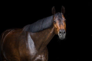 Bay horse ob black background
