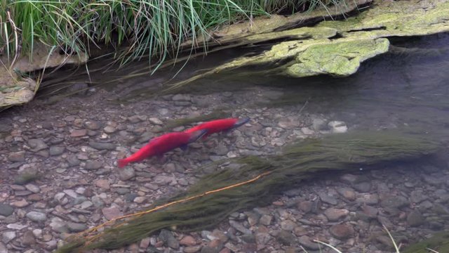 Spawning Kokanee Salmon pair swimming in rocky bottom stream with moss and reedy grasses on riverbank