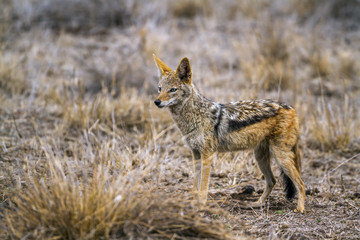 Black-backed jackal in Kruger National park, South Africa