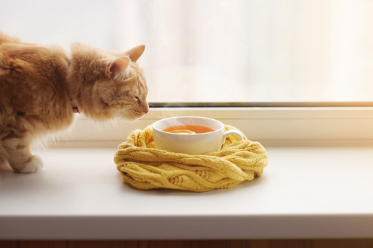 The red cat smells a hot cup of tea in a scarf on a window sill