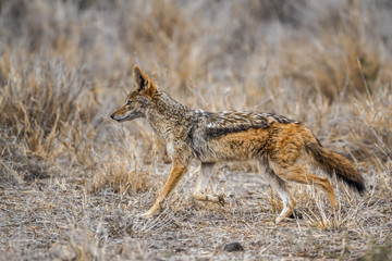 Black-backed jackal in Kruger National park, South Africa