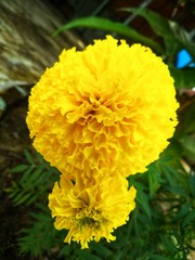 Marigold flowers