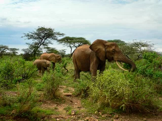 Fotobehang Herd of Young and Old Elephants in Samburu National Park, Kenya © Ewa Draze