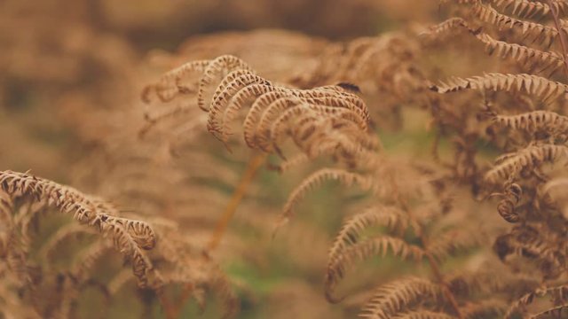 Autumn wild ferns sway gently in the woodland breeze. Abstract nature background with depth of field.