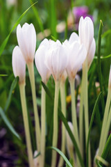 Fototapeta premium blooming white crocus