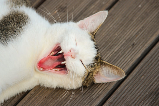 tired cat yawning