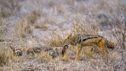 Black-backed jackal in Kruger National park, South Africa