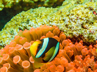 Clark's anemonefish and sea anemone