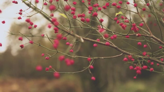 Close up of Spindle Tree branches swaying in the cold calm breeze. Colorful red flowers bloom in the Autumn / Fall in the United Kingdom woodlands