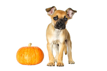 Puppy half-breed of boxer and bulldog stands around with pumpkin