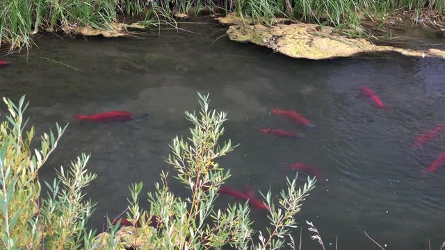 Spawning Kokanee Salmon swimming around in rocky bottom stream with reedy grasses and bushes along riverbank