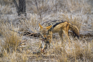 Black-backed jackal in Kruger National park, South Africa