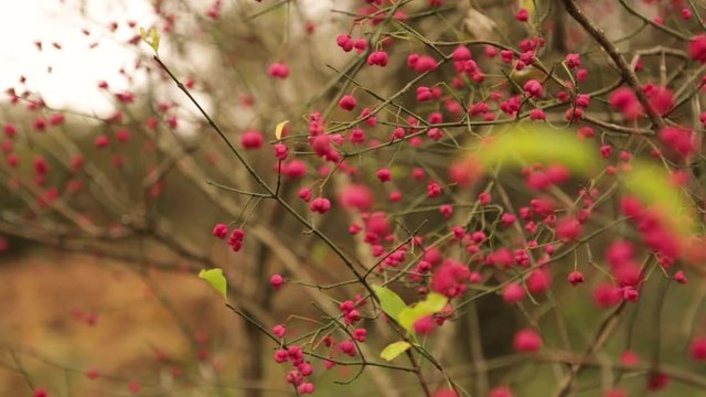 Close up of Spindle Tree branches swaying in the cold calm breeze. Colorful red flowers bloom in the Autumn / Fall in the United Kingdom woodlands