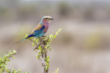 Lilac-breasted roller in Kruger National park, South Africa