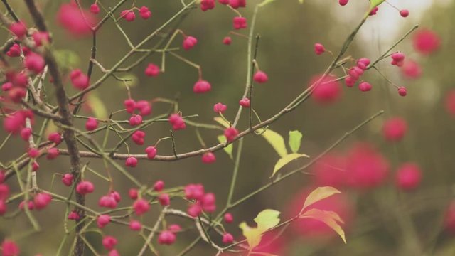 Close up of Spindle Tree branches swaying in the cold calm breeze. Colorful red flowers bloom in the Autumn / Fall in the United Kingdom woodlands