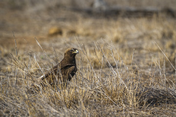 Wahlberg's Eagle in Kruger National park, South Africa