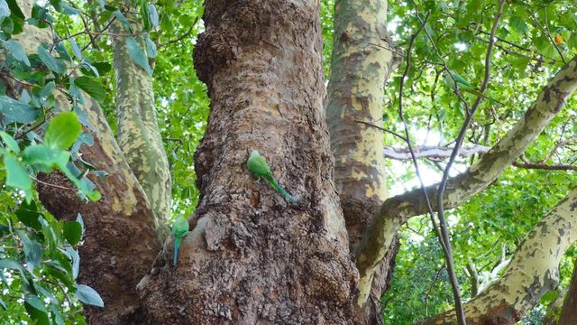 Parrots. Parakeets on a tree.