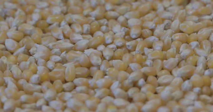 Yellow grains of corn. Whole background. (4k ungraded )