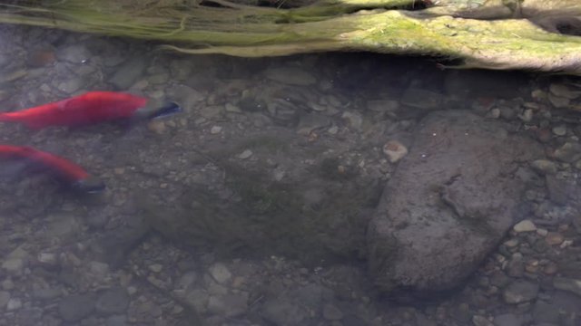 Spawning Kokanee Salmon swimming around in rocky bottom stream with mossy riverbank