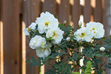 bush of white fence roses blooming in garden in summer