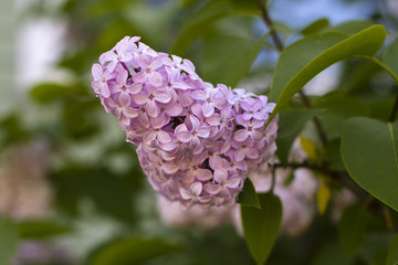 pink lilac bloomed in  garden in summer at home