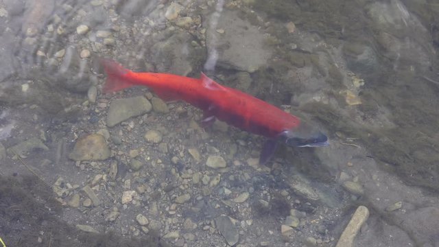 Spawning Kokanee Salmon swimming alone in rocky bottom stream