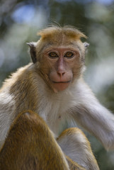 Toque Macaque - Macaca sinica, Sri Lanka