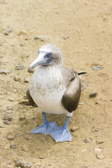 Piquero patas azules - Galápagos