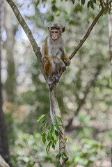 Toque Macaque - Macaca sinica, Sri Lanka