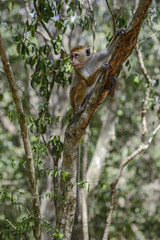 Toque Macaque - Macaca sinica, Sri Lanka