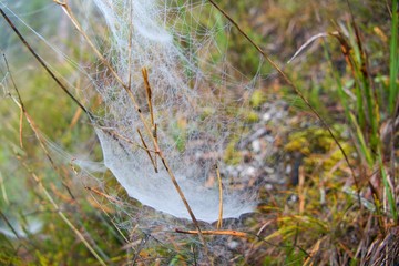 spider web detail with a morning dew