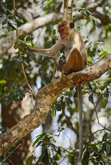 Toque Macaque - Macaca sinica, Sri Lanka