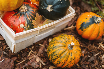 Box with fresh pumpkins. Preparing for Halloween.