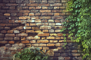 Vintage brick wall with green leaves