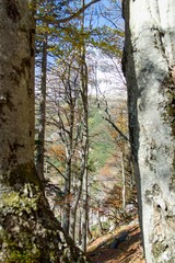 Obraz premium colorful autumn with morning fog