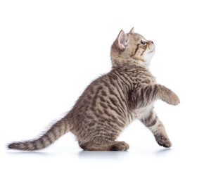 Beautiful cat isolated on white background