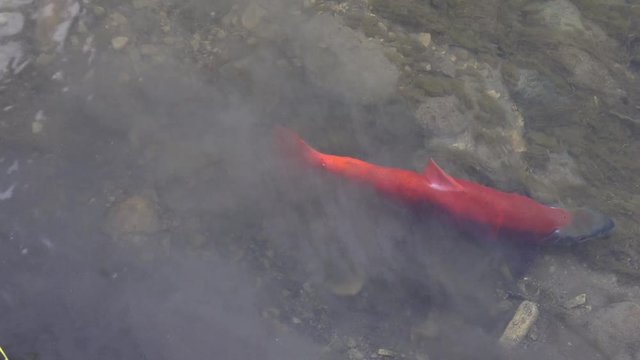 Spawning Kokanee Salmon swimming in rocky bottom stream alone preparing spawning place