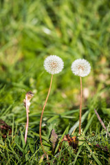 L&ouml;wenzahn Zweisam