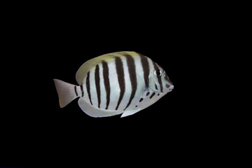 Convict tang isolated on black background
