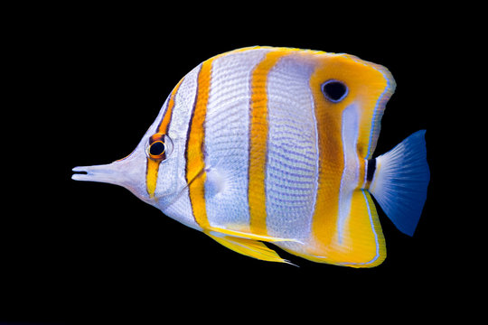 Isolated copperband butterflyfish 