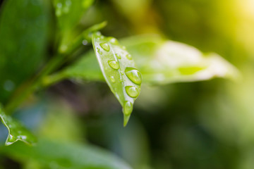 Close up of a water drops on leaves after rainy day