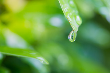 Close up of a water drops on leaves after rainy day