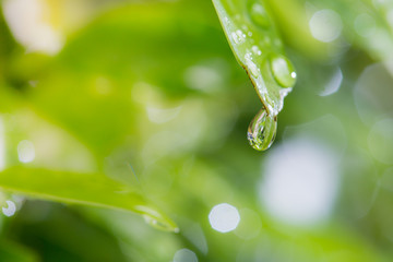 Close up of a water drops on leaves after rainy day