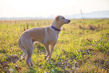 Thai dog is looking for something in the park.