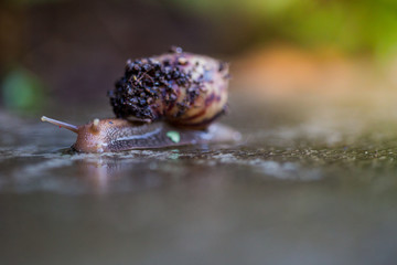Burgundy snail (Helix, Roman snail, edible snail, escargot) crawling on the floor.