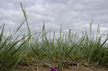 green grass on the sand under the clouds