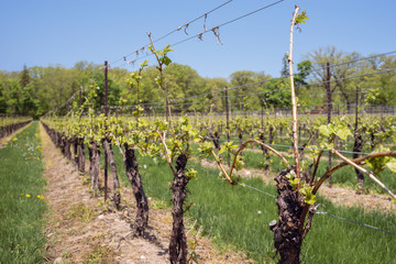 Fototapeta na wymiar New Growth in Vineyard