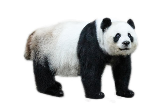 Fototapeta The Giant Panda, Ailuropoda melanoleuca, also known as panda bear, is a bear native to south central China. Panda standing, side view, isolated on white background.