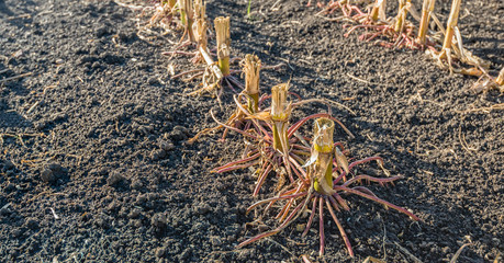 Maize roots from close