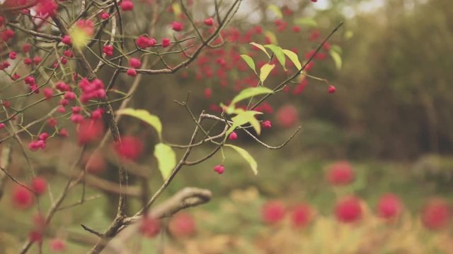 Close up of Spindle Tree branches swaying in the cold calm breeze. Colorful red flowers bloom in the Autumn / Fall in the United Kingdom woodlands